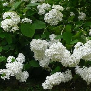 Meet your Posher, Carolyn